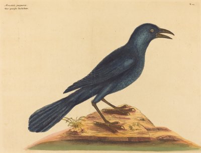 A lila Jack Daw (Gracula Quiscula) alkotó: Mark Catesby