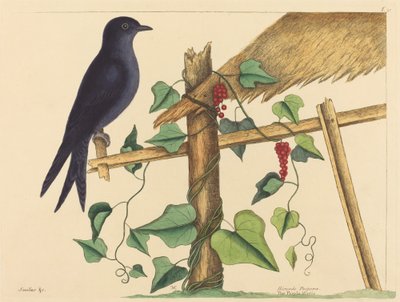 A lila Márton (Purple Martin) alkotó: Mark Catesby