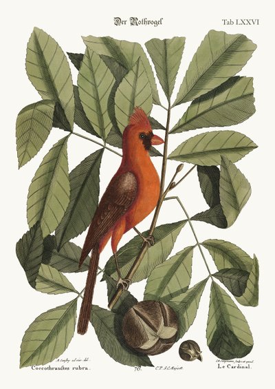 A vörös madár, 1749-73 alkotó: Mark Catesby