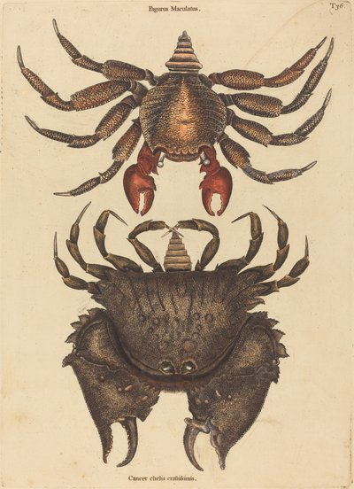 Vörös foltos sziklarák (Cancer grapsus) alkotó: Mark Catesby