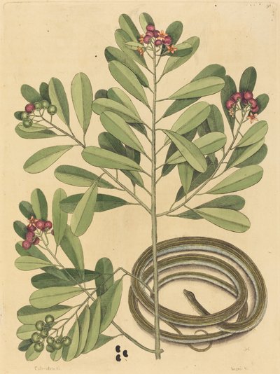 A szalagkígyó (Coluber saurita) alkotó: Mark Catesby