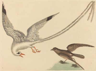 A rizsmadár Emberiza oryzivora, megjelent 1731-1743. alkotó: Mark Catesby