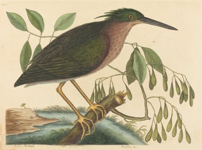 A Small Bittern Ardea virescens, 1754-ben megjelent. alkotó: Mark Catesby