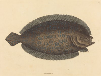 Talp (Pleuronectes lunatus) alkotó: Mark Catesby