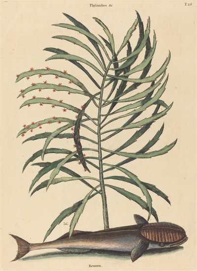 A szívó hal (Echeneis Naucratis) alkotó: Mark Catesby