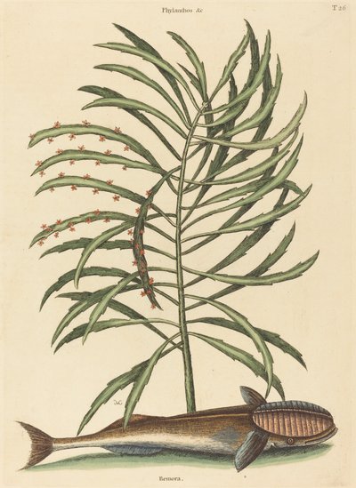 A Sucking Fish Echeneis naucratis, 1731-1743 között. alkotó: Mark Catesby