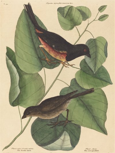 Vontatómadár (Fringilla erythrophthalma) alkotó: Mark Catesby