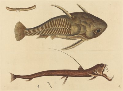 Vipera száj (Silurus cataphractus) alkotó: Mark Catesby