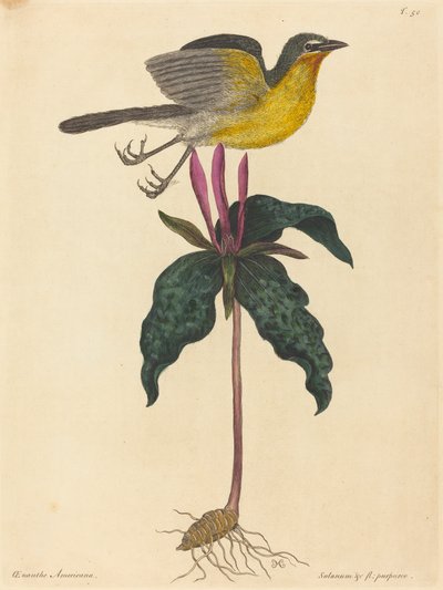 A sárgamellű csevegés 1754-ben jelent meg. alkotó: Mark Catesby