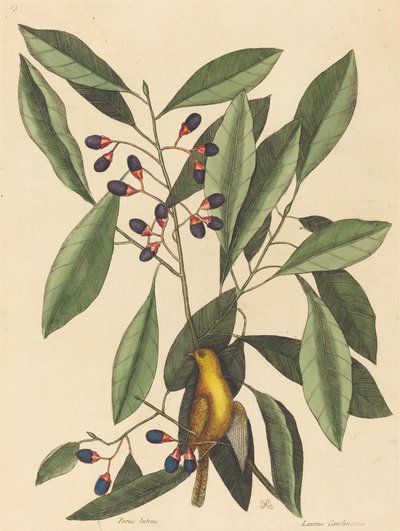 hungarian alkotó: Mark Catesby