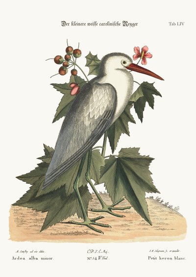 A kis fehér gém, 1749-73 alkotó: Mark Catesby