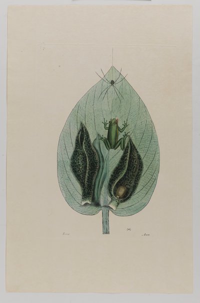 Fa béka alkotó: Mark Catesby