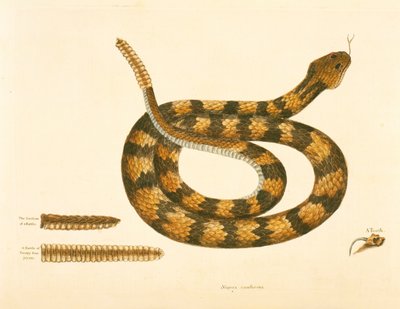Viper Caudison Snake, Rattlesnake, plate 41, vol. 1, „Karolina, Florida és a Bahamák természettörténete” alkotó: Mark Catesby