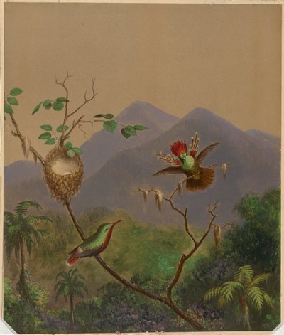 Brazil kolibri III alkotó: Martin Johnson Heade
