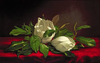 Magnólia alkotó: Martin Johnson Heade