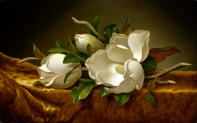 Magnóliák arany bársony vászonra alkotó: Martin Johnson Heade