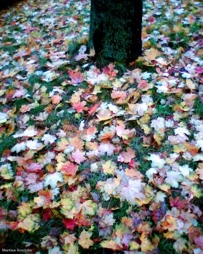 Herbst alkotó: Martina Konitzky