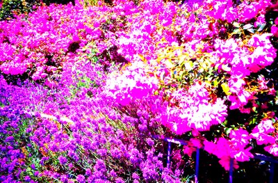 Első udvar rózsákkal és levendulával alkotó: Martina Konitzky