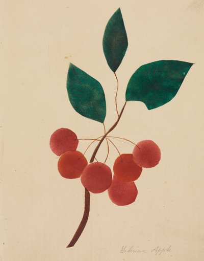 szibériai alma. alkotó: Mary Altha Nims
