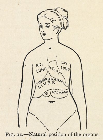 „A szervek természetes helyzete”. Egy nő néhány belső szervének egyszerű diagramja; A helyes testtartásról szóló fejezetben. alkotó: Mary Eliza Haweis