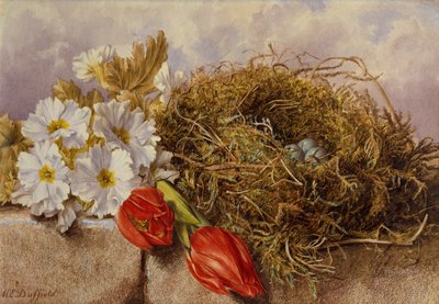 Virágzó tulipán csendélet és madárfészek a párkányon (ceruza és akvarell) alkotó: Mary Elizabeth Duffield