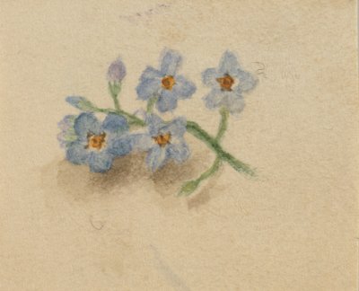(Cím nélkül) alkotó: Mary Vaux Walcott