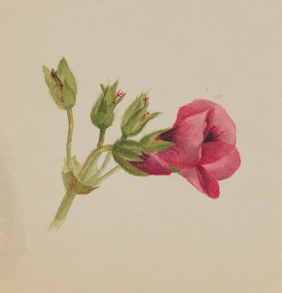 (Cím nélkül-virág tanulmány) alkotó: Mary Vaux Walcott
