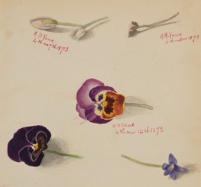 (Cím nélkül-virág tanulmány) alkotó: Mary Vaux Walcott