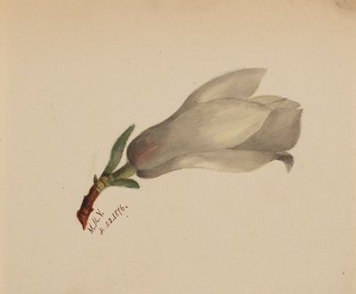 (Cím nélkül-virág tanulmány) alkotó: Mary Vaux Walcott