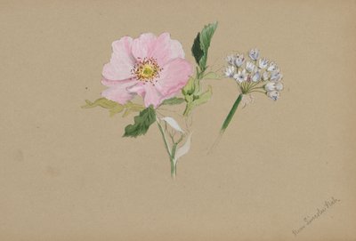(Cím nélkül-virág tanulmány) alkotó: Mary Vaux Walcott