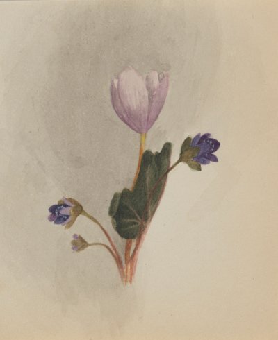 (Cím nélkül-virág tanulmány) alkotó: Mary Vaux Walcott