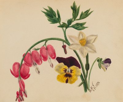 (Cím nélkül - Vegyes virágok) alkotó: Mary Vaux Walcott