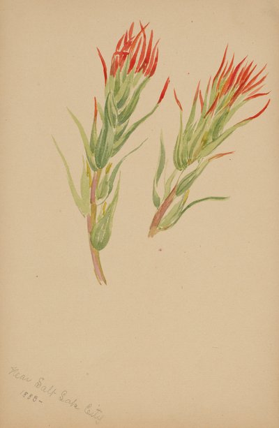 (Cím nélkül - Növénytanulmány) alkotó: Mary Vaux Walcott