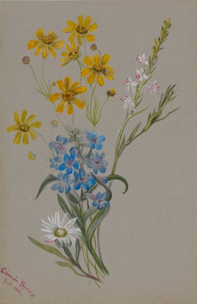 (Cím nélkül, virágcsoport) alkotó: Mary Vaux Walcott