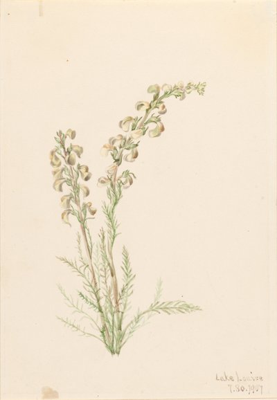 Alpesi páfrányfenyő (Pedicularis contorta) alkotó: Mary Vaux Walcott