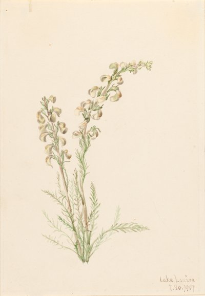 Alpesi Fernlife Pedicularis contorta, 1907. alkotó: Mary Vaux Walcott