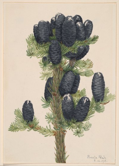 Alpesi fenyő (Abies lasiocarpa) alkotó: Mary Vaux Walcott