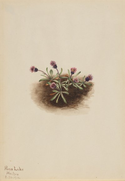 Alpesi bolhaparéj (Erigeron unalaschcensis) alkotó: Mary Vaux Walcott