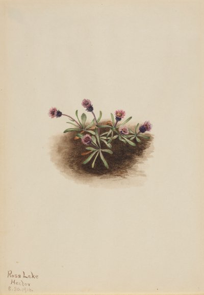 Alpesi Fleabane Erigeron unalaschcensis, 1916. alkotó: Mary Vaux Walcott