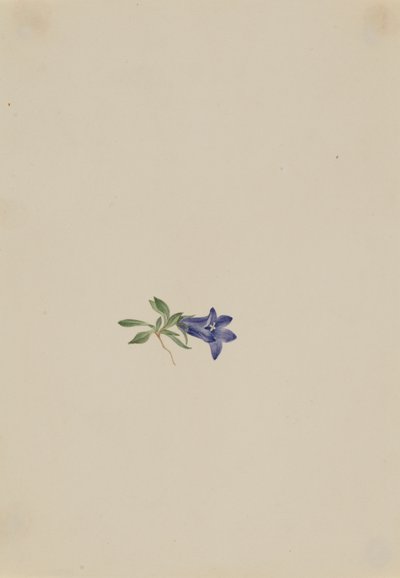 Alpesi nyúlvirág Campanula lasiocarpa, n.d. alkotó: Mary Vaux Walcott
