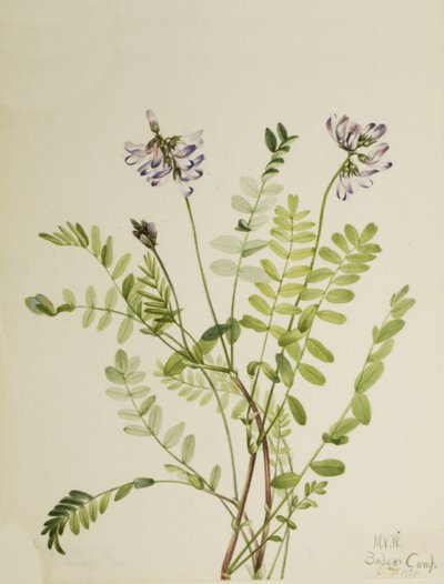 Alpesi tejes bükköny Astragalus alpinus, 1921 alkotó: Mary Vaux Walcott