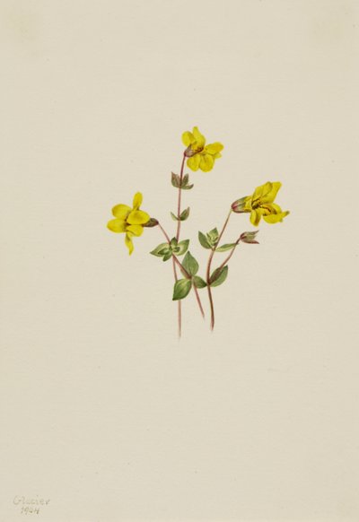 Alpesi majomvirág Mimulus caespitosus, 1904. alkotó: Mary Vaux Walcott