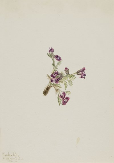 Alpesi bársonyvirág (Oxytropis podocarpa) alkotó: Mary Vaux Walcott