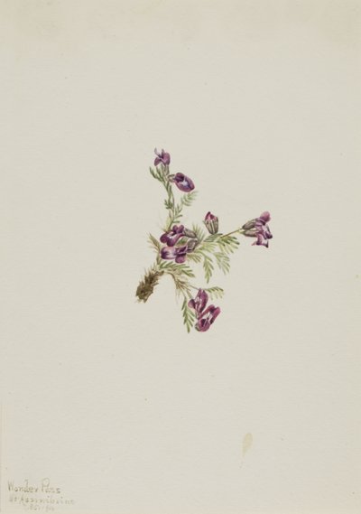 Alpesi hegyivirág Oxytropis podocarpa, 1916. alkotó: Mary Vaux Walcott