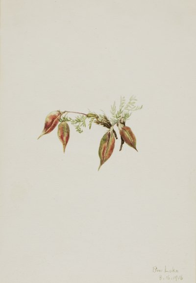 Alpesi hegyivirág Oxytropis podocarpa, 1918. alkotó: Mary Vaux Walcott