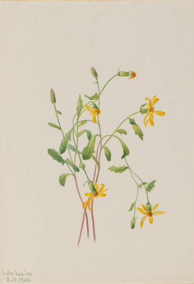 Alpesi kankalin (Senecio fajok) alkotó: Mary Vaux Walcott