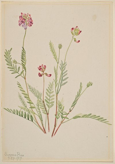 Alpesi cickafark (Astragalus bourgovii) alkotó: Mary Vaux Walcott