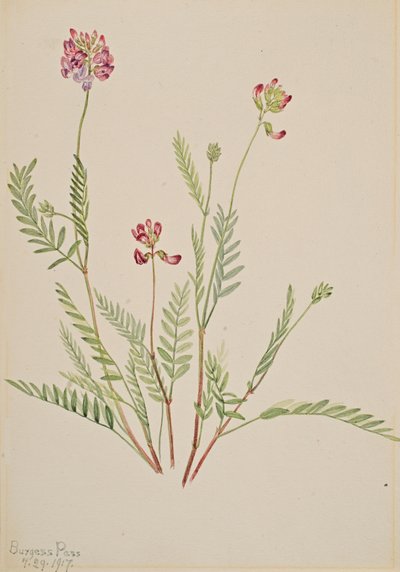 Alpesi bükköny Astragalus bourgovii, 1917. alkotó: Mary Vaux Walcott
