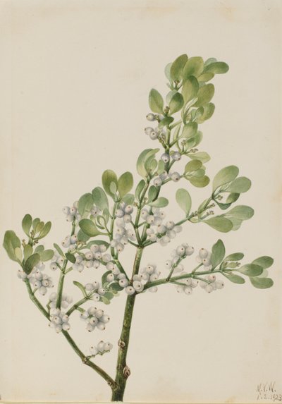 Amerikai fagyöngy (Phoradendron flavescens) alkotó: Mary Vaux Walcott