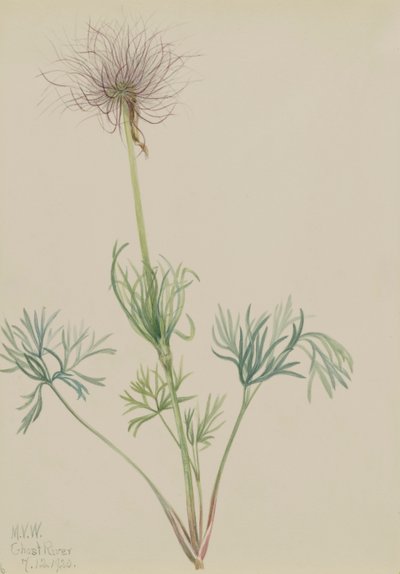 Amerikai Pasqueflower Pulsatilla ludoviciana, 1920. alkotó: Mary Vaux Walcott